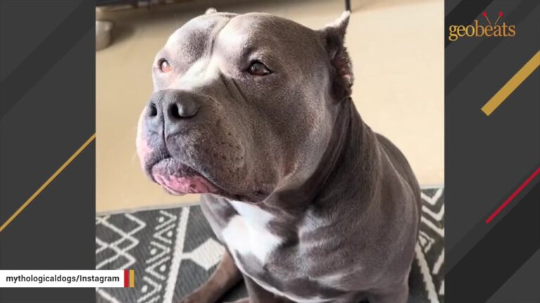 Woman Sees Something Motionless Inside A Texas Pound Kennel While Every Dog Around Him Barks