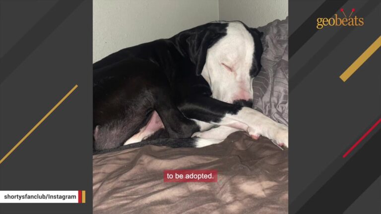 Pennsylvania College Student Abandons Her Dorm After Learning One Puppy Is Still Waiting