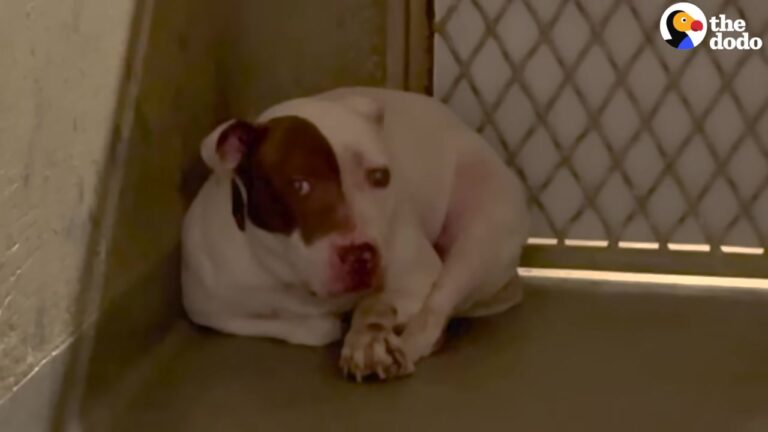 New York Dog Left Behind After Three Years Finds Her Spark In The Most Beautiful Way