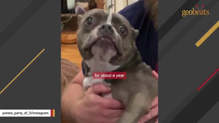 California Pit Bull Surrendered Again After Her Family Said She Was Too Much For Them