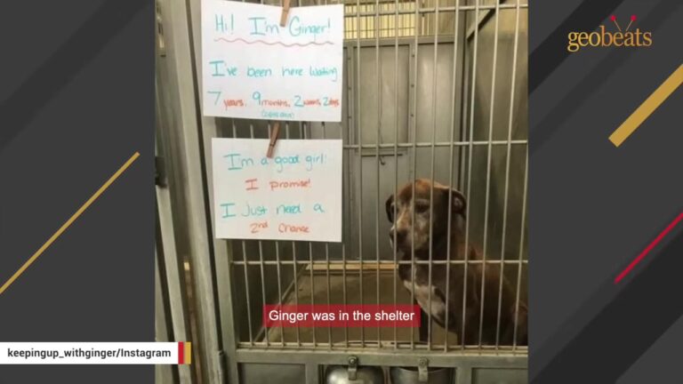 California Dog Kept Her Head Down In A Shelter Kennel After Being Returned Again And Again