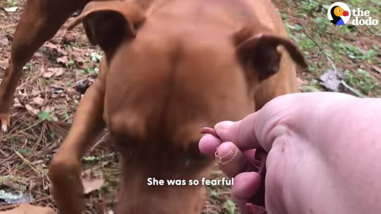 Woman Noticed Something Hiding In The Georgia Woods And Was Heartbroken By What She Saw