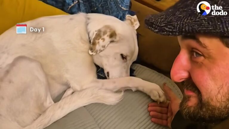 Texas Dog Ignored Every Command His Adopters Tried, Until A Heavy Object Revealed The Beautiful Truth
