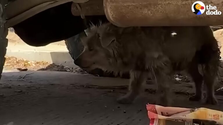 Texas Dog Was Too Terrified To Leave His Hiding Spot Until One Simple Gesture Changed Everything