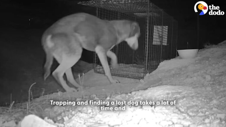 Terrified Utah Dog Keeps Snatching Food From The Desert Trap Until Rescuers Change One Detail