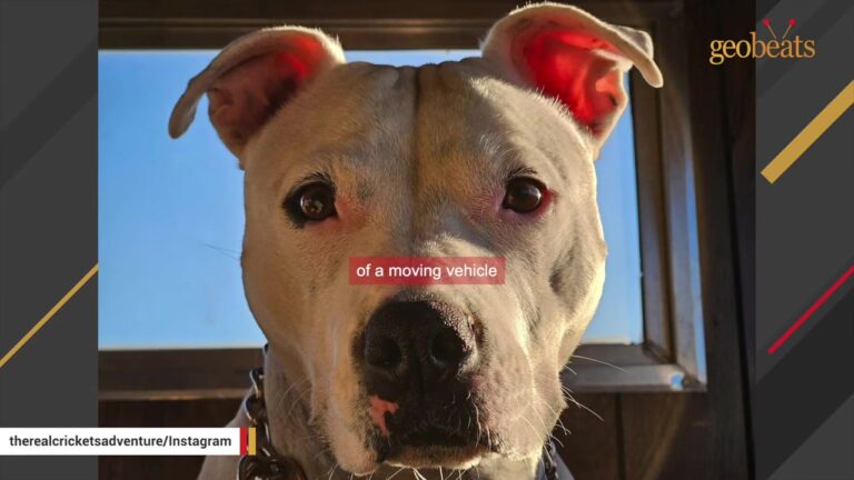 Caged Michigan Dog Who Never Saw Sunlight Found A New Purpose Beside A Disabled Veteran