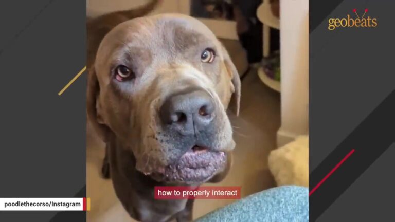 California Foster Family Wondered What They Had Taken On When This Giant Dog With An Extra Paw First Came Home
