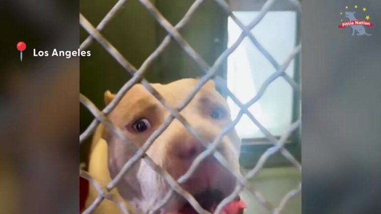 California Dog Hours Away From Heartbreak Finally Drops His Guard For The Perfect Family
