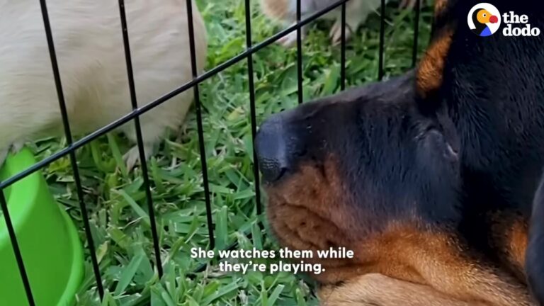 Texas Dog Treats Tiny Guinea Pigs Like Her Own Puppies And Takes Her New Motherly Duties Very Seriously