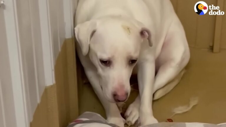 Fearful Ohio Dog Stayed Huddled In Her Cage, Flinching Whenever Someone Tried To Get Close