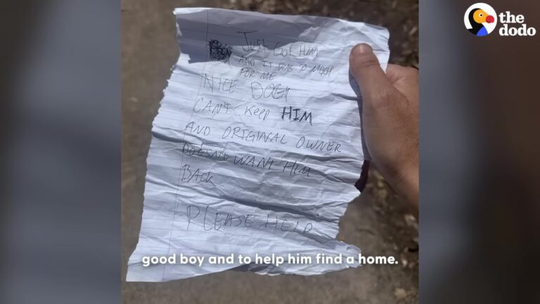 Heartbroken Dog Was Left Tied To A California Sign With Nothing But A Note