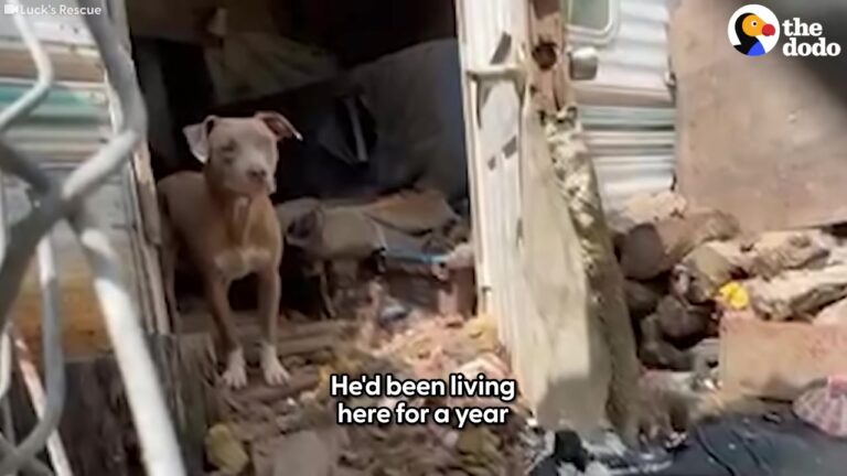 Forgotten Texas Dog Waited Inside A Dilapidated Trailer, Until Rescuers Discovered Something Unexpected