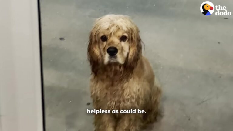 Terrified Little Puppy Waited Outside A Texas Gym, Hoping Someone Would Notice Him