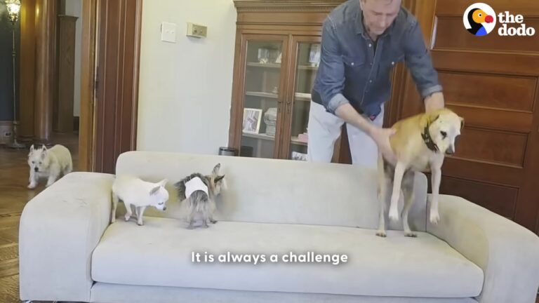 California Man Adopts Nine Senior Dogs, But His Morning Routine Reveals A Beautiful Surprise