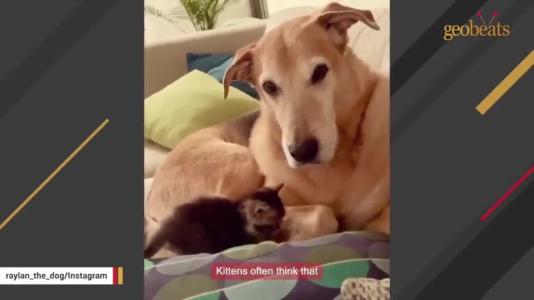 Texas Dog Saved From Euthanasia Becomes A Surrogate Mother To 150 Tiny Kittens