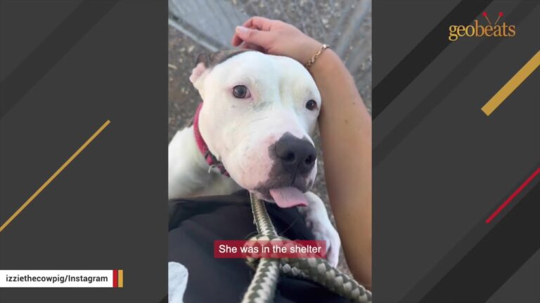 Arizona Dog Was Hidden At The Back Of The Shelter When An Urgent Message Put Her Face On A Phone