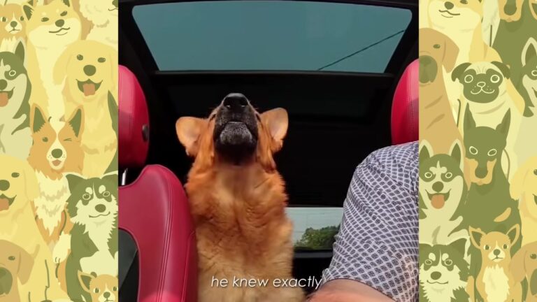 Michigan Dog Given Just Months To Live Helps Pick Out A Puppy Who Carries On His Legacy
