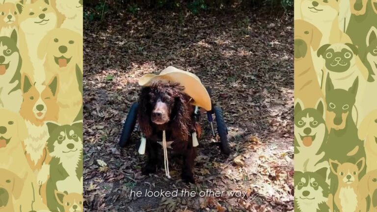 Brave Georgia Dog Eli Suddenly Lost The Use Of His Back Legs, Then His Owner Tried Something New