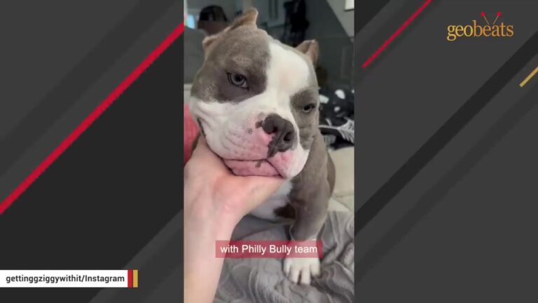 Injured Pennsylvania Dog Lay On Exam Table As His Owner Made A Heartbreaking Request