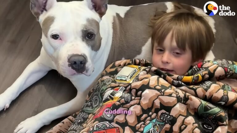 Oregon Mama Dog Survived Skid Row Until A Four-Year-Old Showed Her What Family Really Means