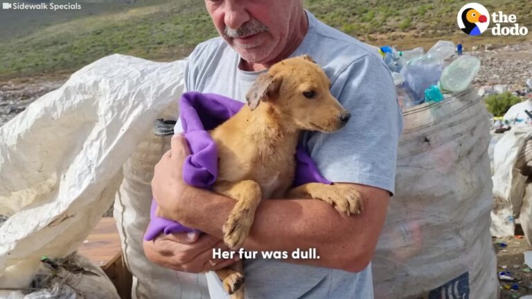 Frightened Texas Puppy Was Surrendered In Poor Condition, Then She Found A Strange Place To Hide