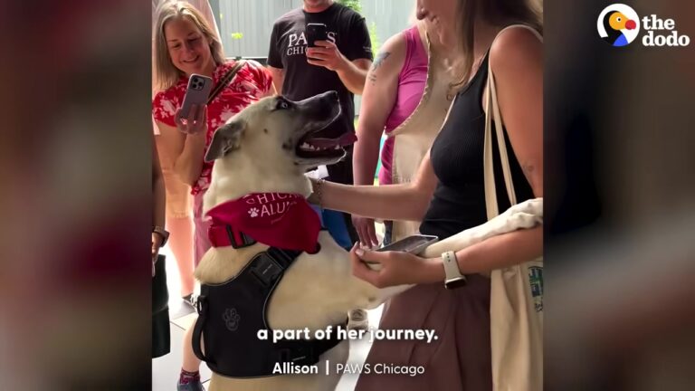 Sweet Illnois Shelter Dog Tracy Waited For Months As One Unexpected Moment Changed Everything