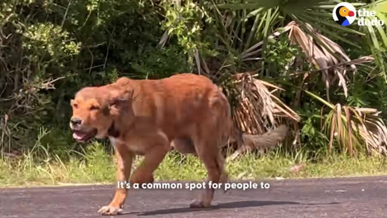 Abandoned Texas Puppy Looks Around In Disbelief When She Realizes Someone Is Talking To Her