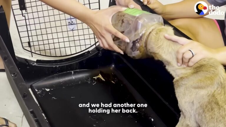 Frightened Texas Dog Wandered With A Bucket Stuck Over Her Head, Unable To Eat Or Drink