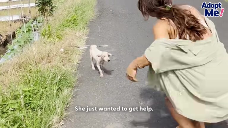 California Cyclist Saw Something Small Wandering Down The Middle Of The Road And Slowed Down