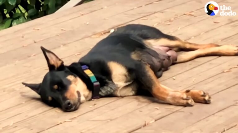 Mississippi Dog Was Enormously Pregnant, But Her Foster Mom Was Left Stunned By The Final Count