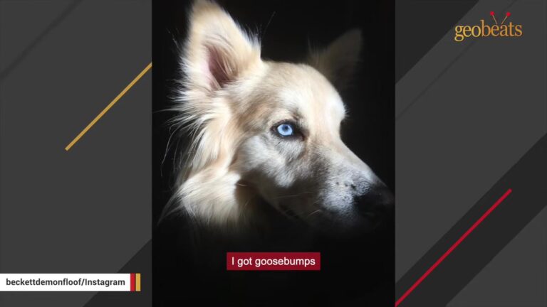 Washington Woman Gets Goosebumps Seeing A Rescue Dog’s Photo, Then Uncovers His “Magic” Transformation