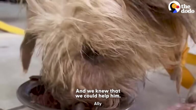 California Dog Smelling Like Every Bad Odor Combined Patiently Waits For Rescuers To Reach His Skin