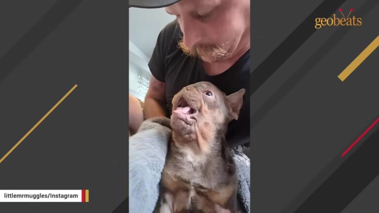 Fragile Washington Puppy Could Not Risk Even A Small Bump, So One Man Attempted The Unthinkable