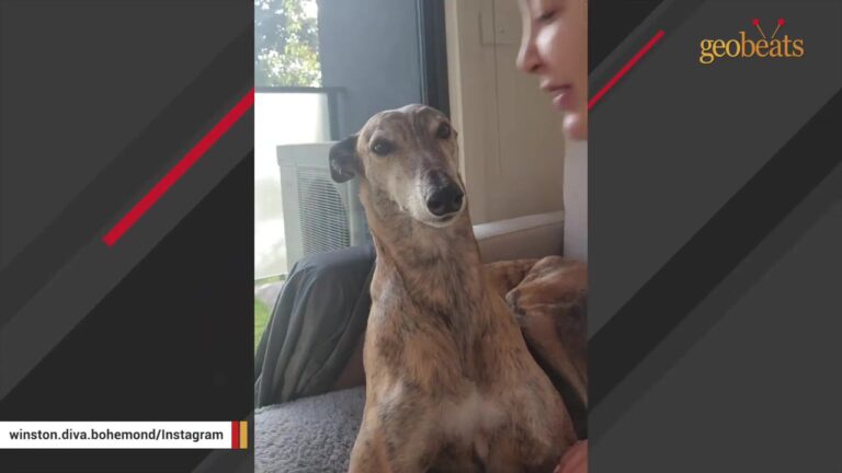 California Family Becomes Alarmed When Their Greyhound Refuses Food And Ignores Every Favorite Toy