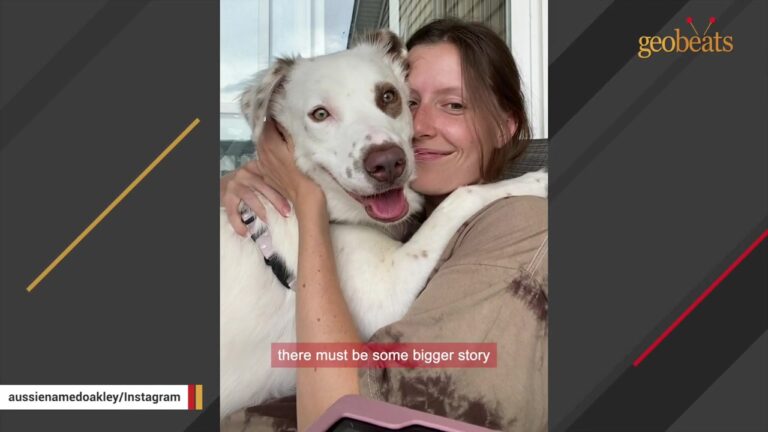 Scratched-Up Kentucky Stray Walks Into His New Home With One Skill Nobody Can Explain