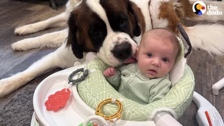 Texas Toddler Treats Her Giant Dogs Like Humans And Their Gentle Bond Is Melting Hearts