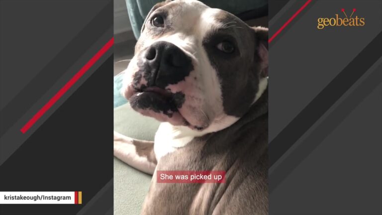 Georgia Dog Was Discarded On The Streets Until Someone Far Away Saw Something She Couldn’t Explain