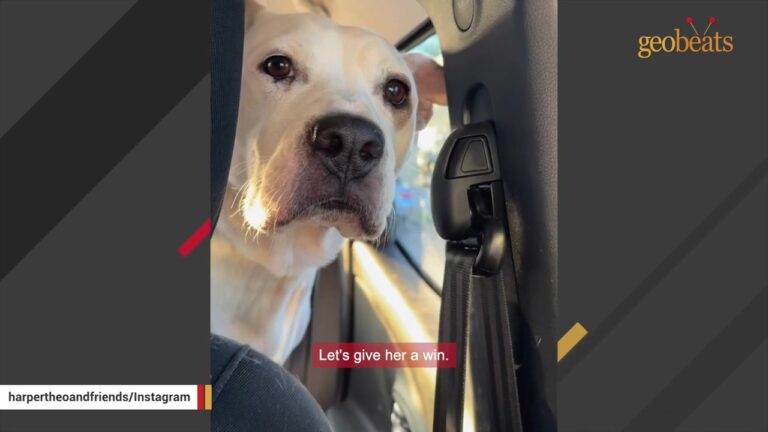 Shut-Down Texas Shelter Dog With A Big Heart Got One Chance Before Time Ran Out