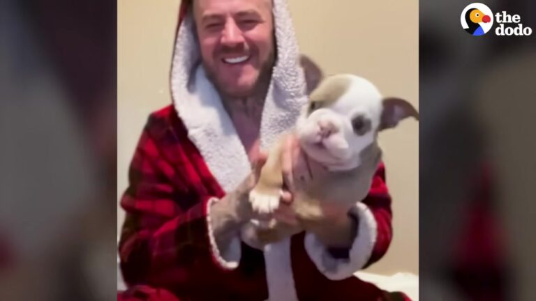 Texas Dog Born With Deformed Legs Proves Everyone Wrong And Finds The Perfect Home