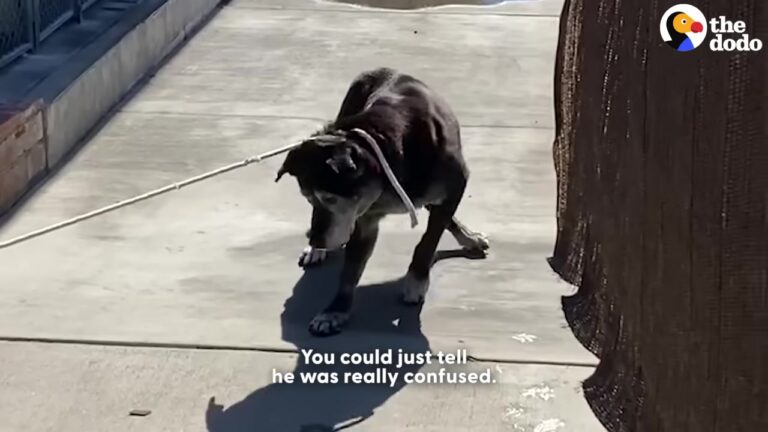 Heartbroken Old Dog Waited In A California Shelter, Too Confused To Take A Step
