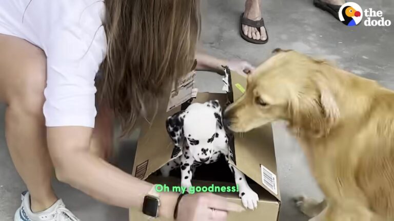 Jealous Florida Dog Wanted Nothing To Do With The Spotted Puppy, Then Something Unexpected Happened