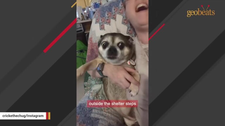 Ohio Puppy Returned By Her First Family Grows Up With One Habit Nobody Expected From A Dog
