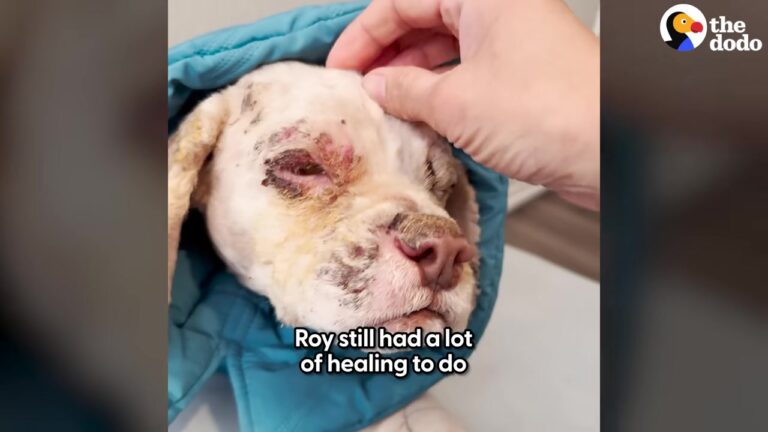 Heartbroken Dog’s Story Left An Ohio Woman In Tears, But She Still Had One Big Worry