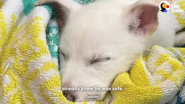 Frightened California Dog Trembled Inside A Trash Bag Near Traffic, But His Next Encounter Changed Everything