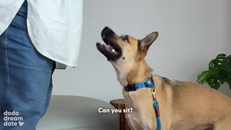 Hopeful California Dog Kept Waiting After Three Families Returned Him, Then A Strange Date Revealed His True Personality