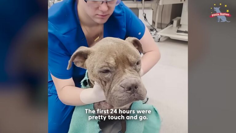 Heartbroken Texas Dog Struggled After His Family Gave Him A Human Pain Reliever