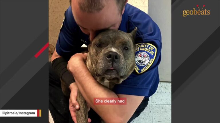 Underweight Texas Mother Dog Wandered Alone After Having Babies Until Someone Noticed What She Kept Begging For
