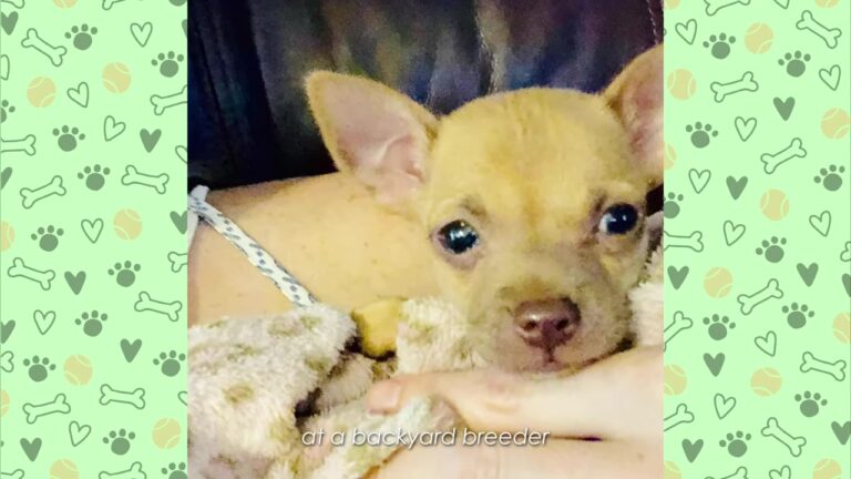 Helpless Puppy Was Left In A Texas Backyard Breeder’s Care Despite Being Barely One Pound