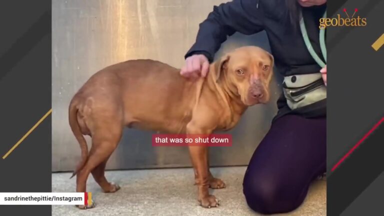 Illinois Dog Pretends To Sleep So No One Will Touch Her, Then Her DNA Results Leave Everyone Stunned