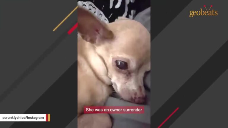 Tiny California Dog Gets Tears In Her Eyes Whenever Her Favorite Person Leaves For Work